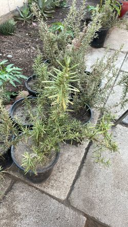 Plantas Vivas  De Romero 