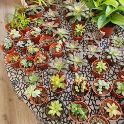 Assorted Succulents Available Houseplants