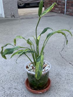 Spathiphyllum Curley Variegated.
