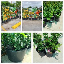 Cítricos Ingertados De Todo Tipo De Fruta