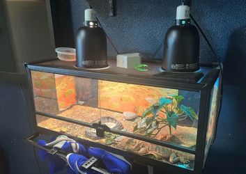Bearded Dragon + Reptile Enclosure