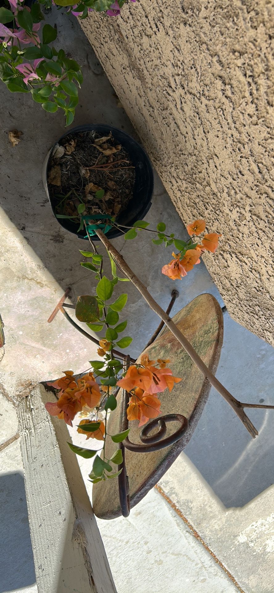 Bougainvillea Plant 