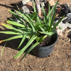 Yucca plant 