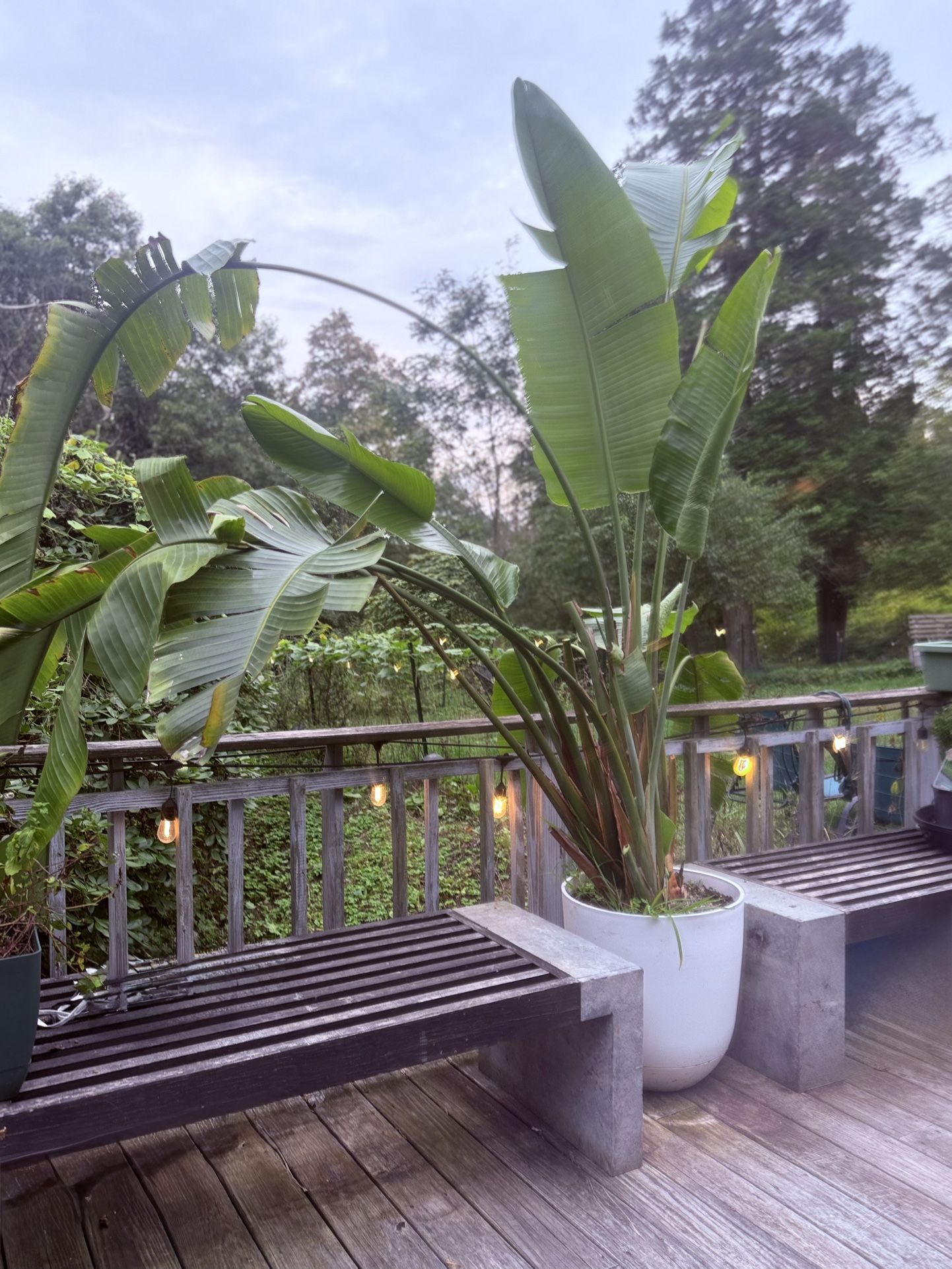 White Bird of Paradise plant
