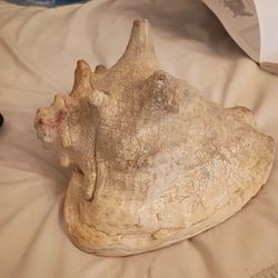 Lot 735: LARGE QUEEN CONCH SEA SHELL
Est on some sights is more for this  firm price $25 pick up only 865 Ellsworth avenue right off of East Livingsto