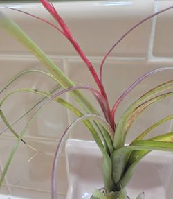 Airplant Decor 