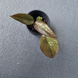 Philodendron Pink Galaxy starter plant