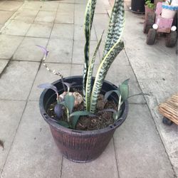 Snake Plant  With Purple Hart 