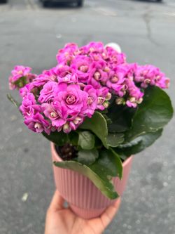 Self-watering pink Kalanchoe