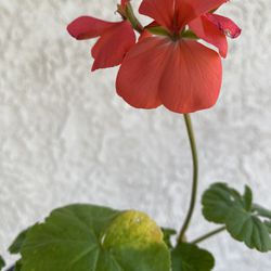 6 inch pot of Geranium indoor outdoor plant - beautiful hot pink flowers- starter rooted ready to be planted. Drought resistant