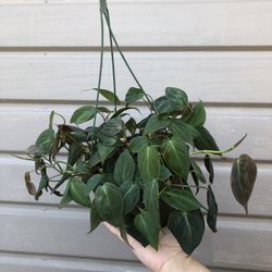 6” micans philodendron