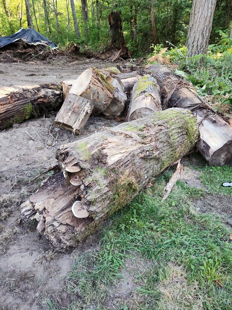 Free Firewood