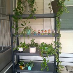 Small Plants And Vines