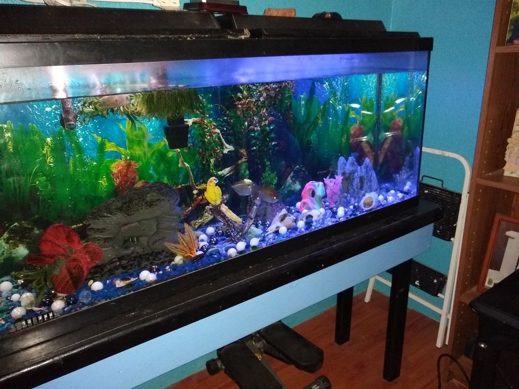 Fish aquarium 55 gallon