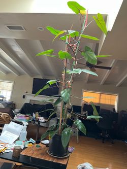 8’ Philodendron Red Emerald