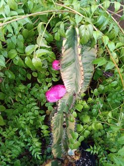 20 Variegated Peruvian Apple Cactus SEEDS