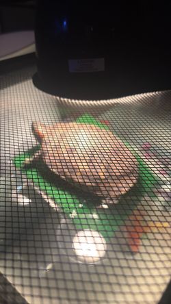 Red Eared Slider Turtle