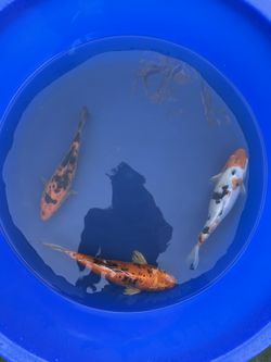 Koi 6-8 Inches
