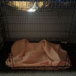 XXL Black Dog Create 