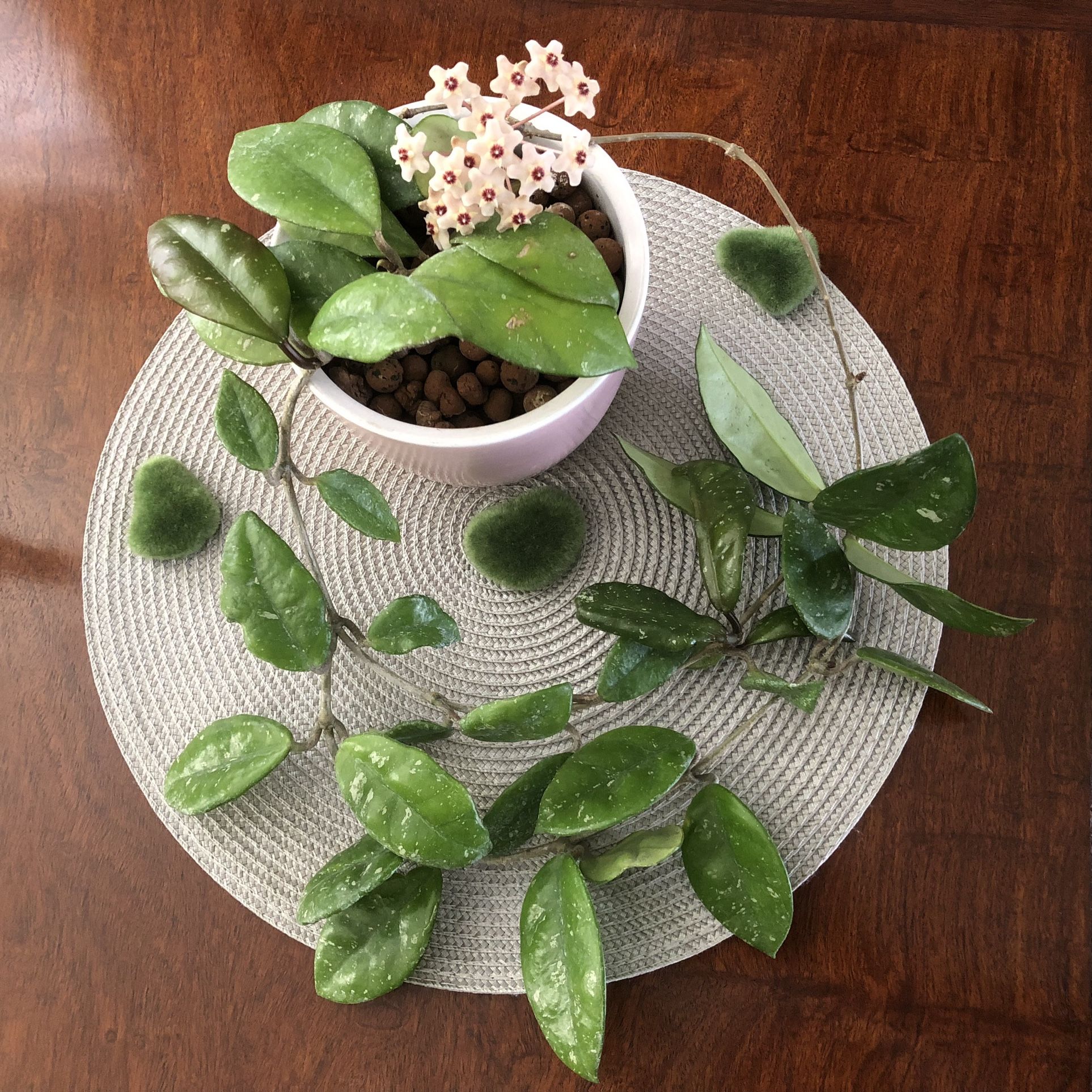 Hoya Freckles ( Rare Hoya)