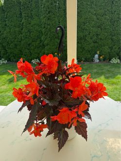 Salmon Coral ‘Solenia’ Begonia Perennial Plant in a hanging basket.(Outdoor & Indoor Live Plant)