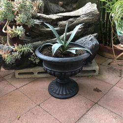 ORGANIC AGAVE