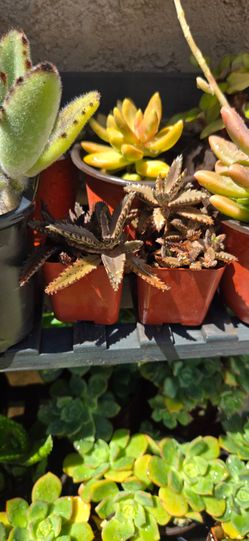 Succulent Plants