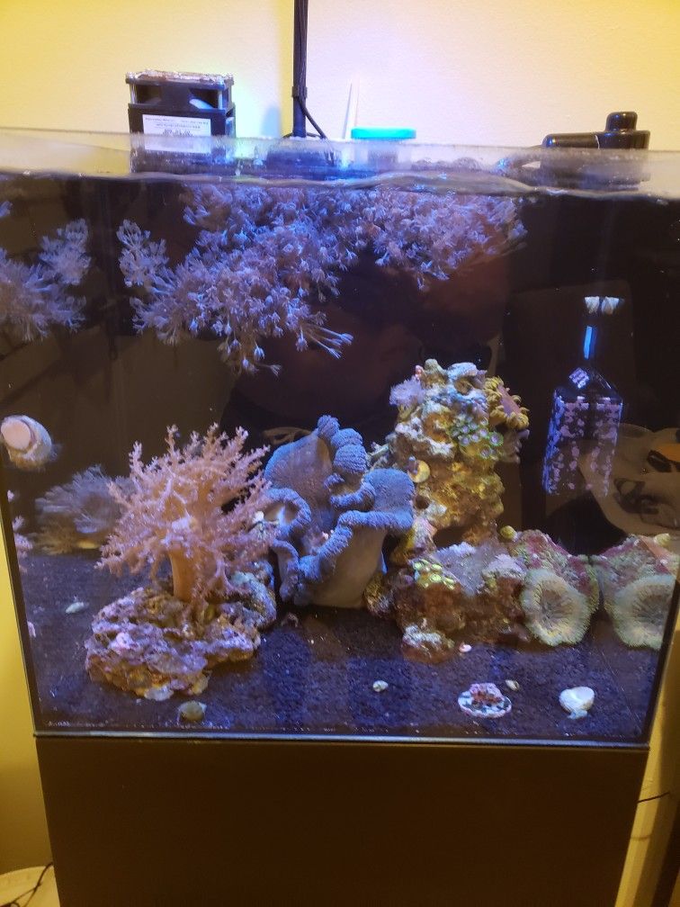 20 Gallon Reef Tank for Sale in Boca Raton, FL OfferUp