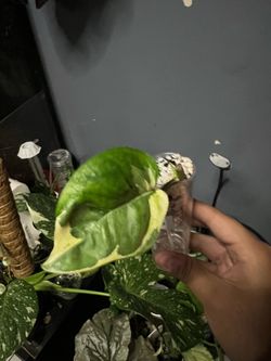 pearls and jade pothos cuttings
