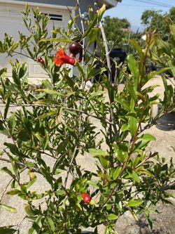 Fruit Tree ~pomegranate 