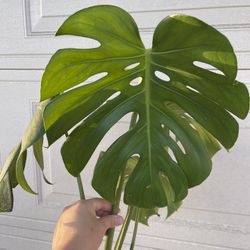 Monstera Deliciosa Plant CUTTING- Rooted