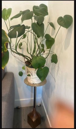 Beautiful Monstera Growing Plant 🪴 With Vase