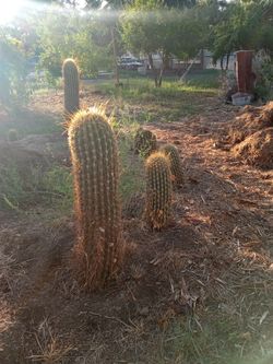Saguaro