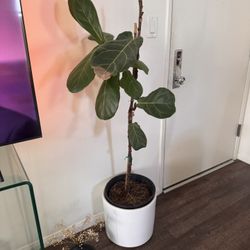 Plant Bundle