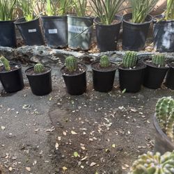 beautiful cactus plant