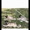 MY AKITA 'S