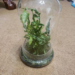 Fake Plant In Glass  9 Half " Tall