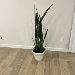 Snake 🐍 Plant 