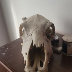 Real Cow Skull 