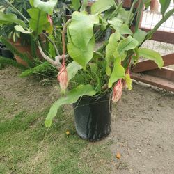 Pipa Cactus