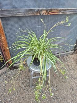Spider Plant 6" pot