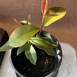 Java Plum/ Jamun Seedling 