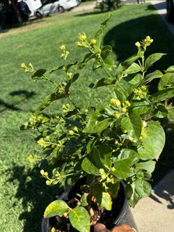 Arabian Jasmine Big Bushy many flower buds