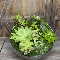 Succulent Gardens 