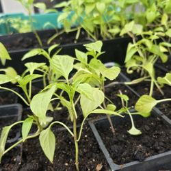 Plants 