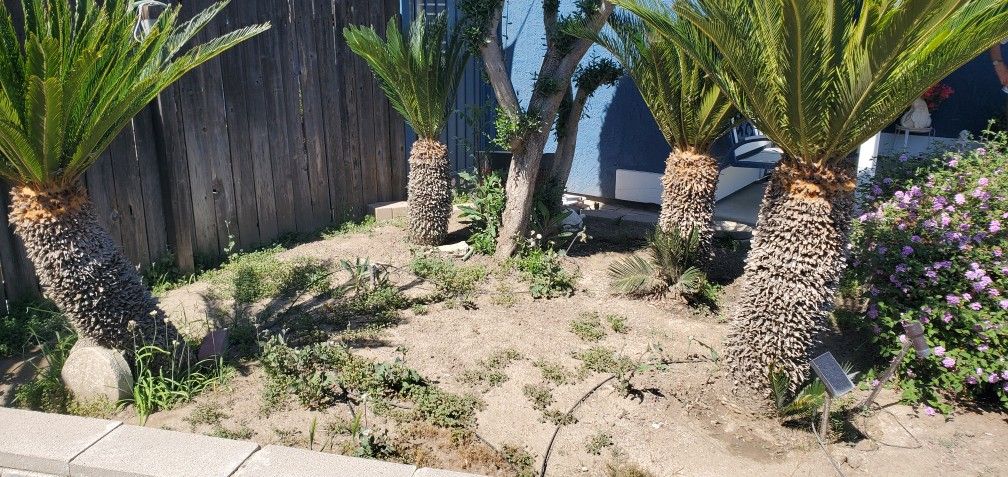 4 Sago Palms