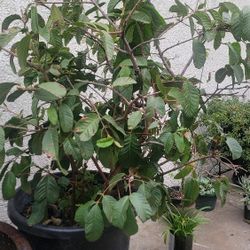 35 Gallon Taiwan White Pearl Guava