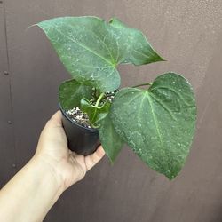 anthurium delta force