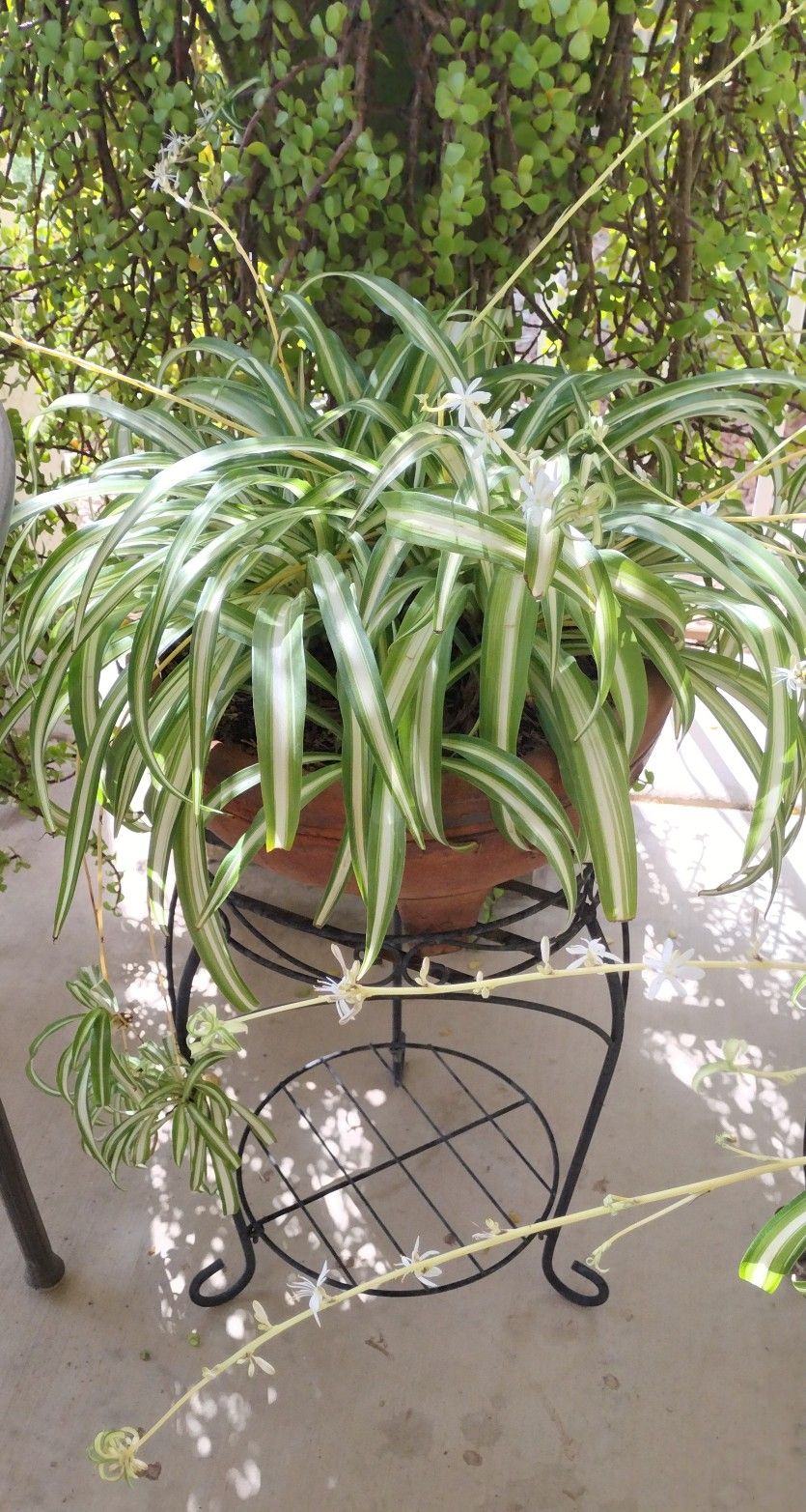 Spider Plant 