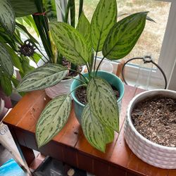 Chinese Evergreen, Aglaonema. - Indoor Plant